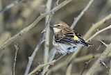 Yellow-rumped Warbler